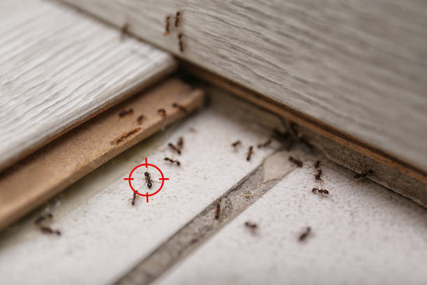 Best Pest Control for Homes  in Gouldtown, NJ