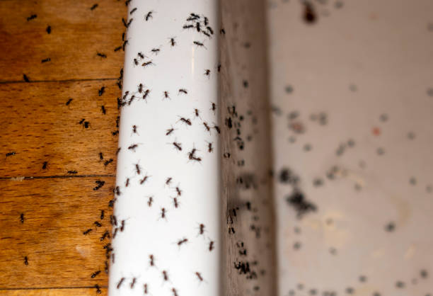 Trusted Gouldtown, NJ Pest Control Experts