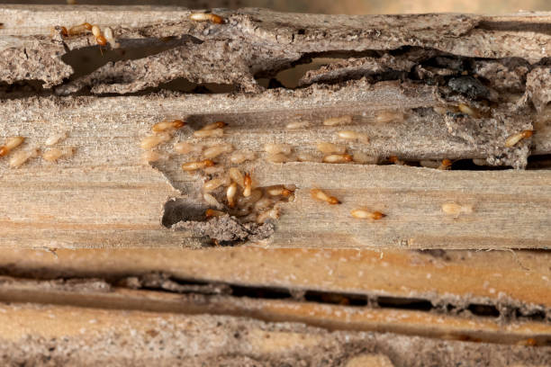 Best Ant Control Services  in Gouldtown, NJ